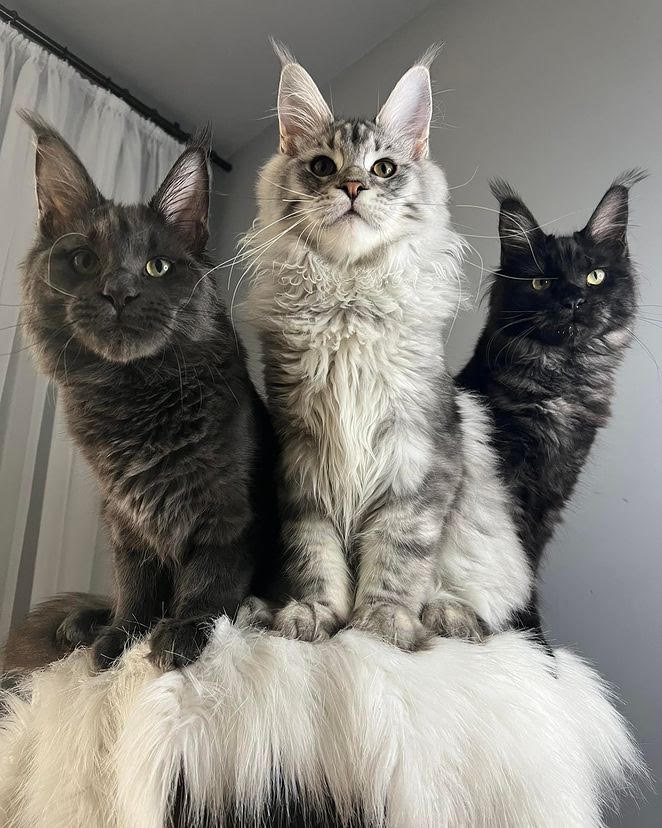 Ivy & Ghost Litter Kitten