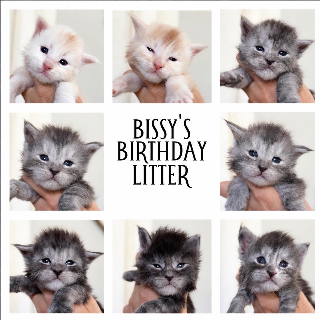 Upcoming Litter #3-