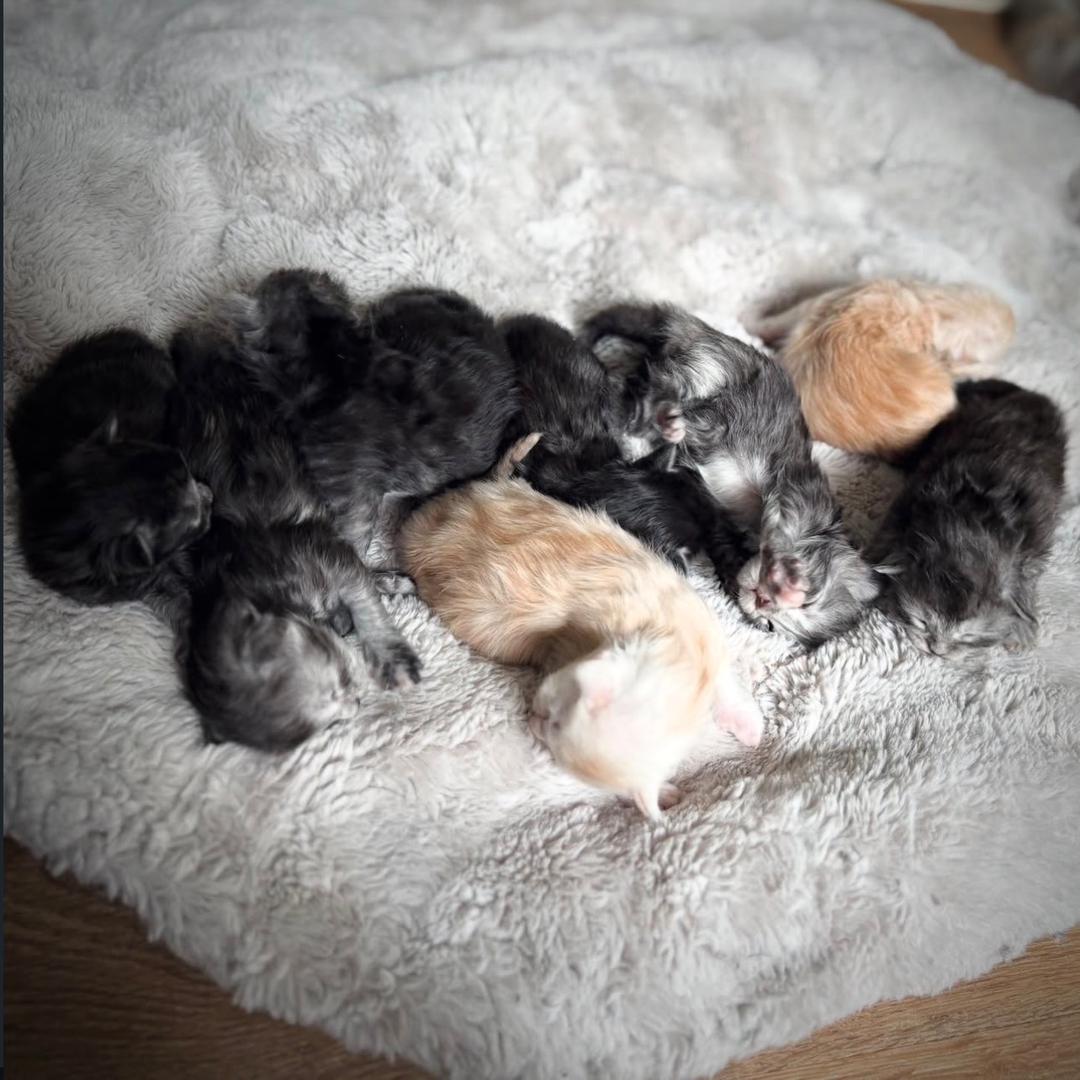Upcoming Litter #3