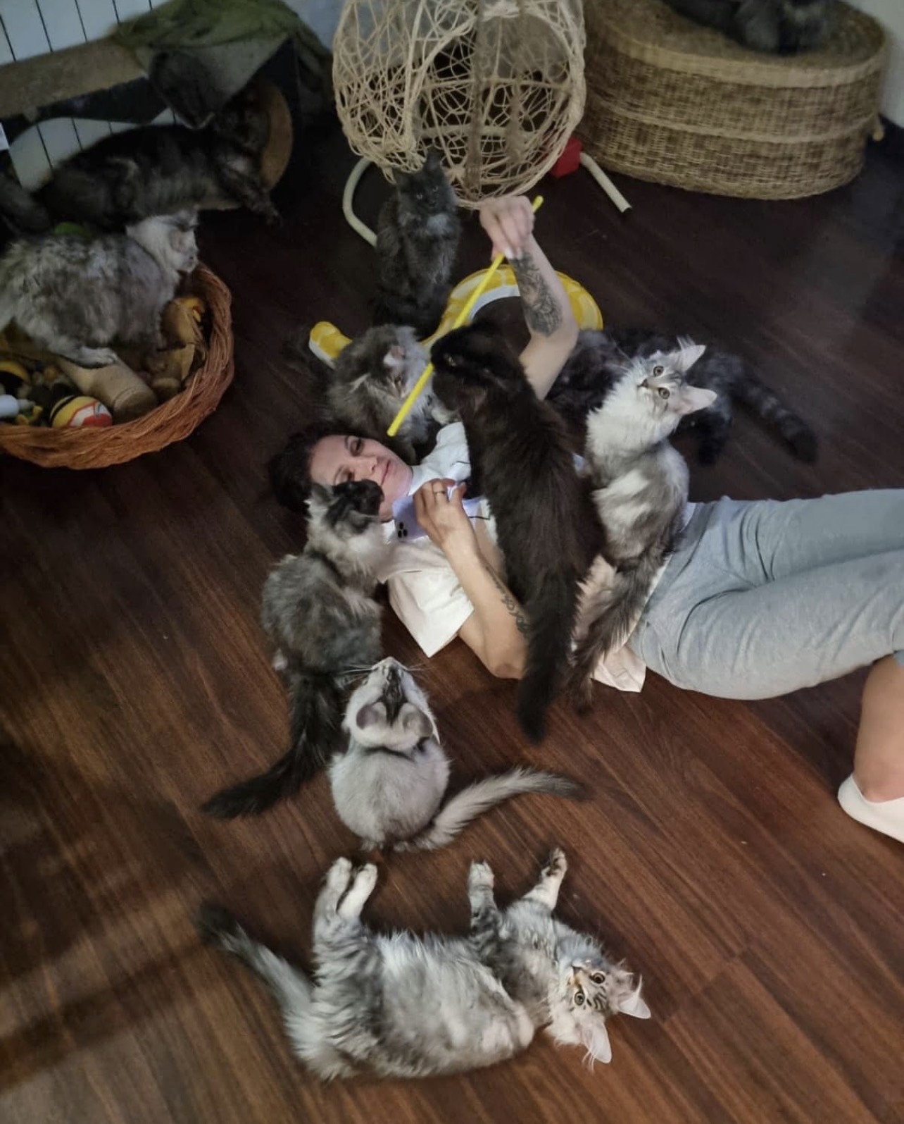 How Our Adoption Process Works - Madison Maine Coon Cattery