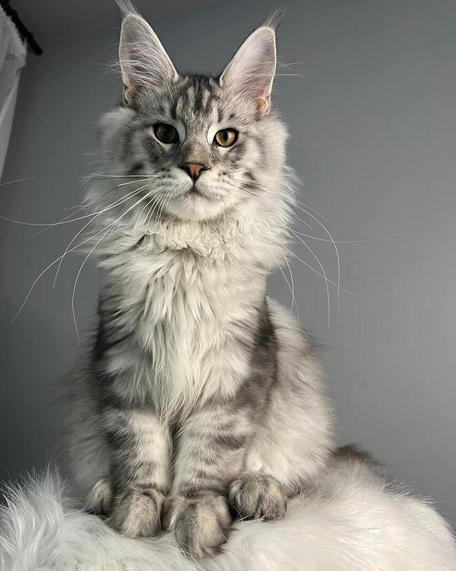 Ivy & Ghost Litter Kitten #1 - Black Silver Classic Tabby