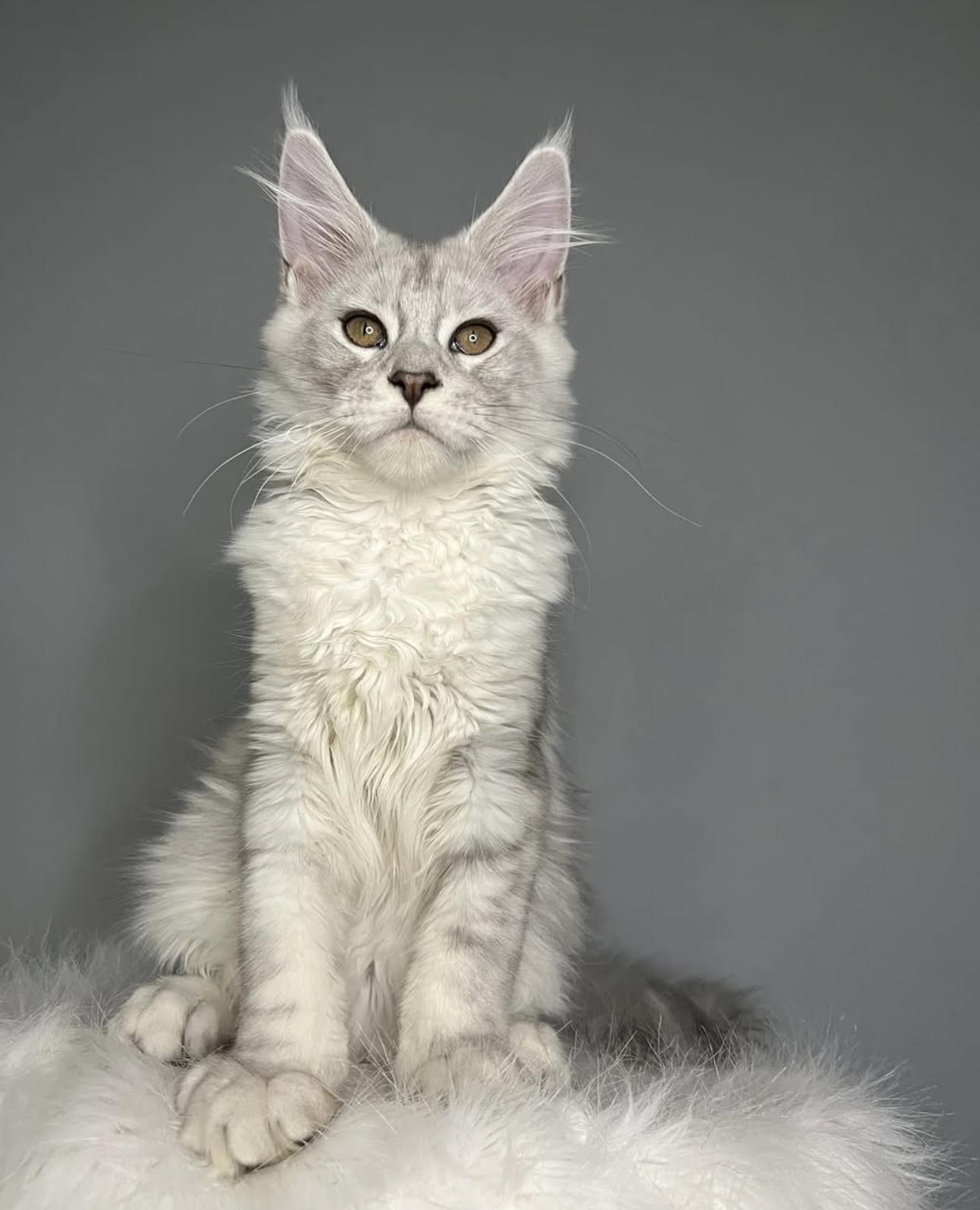 Ivy & Ghost Litter Kitten #4 - Black Silver Shaded / Light Silver Tabby