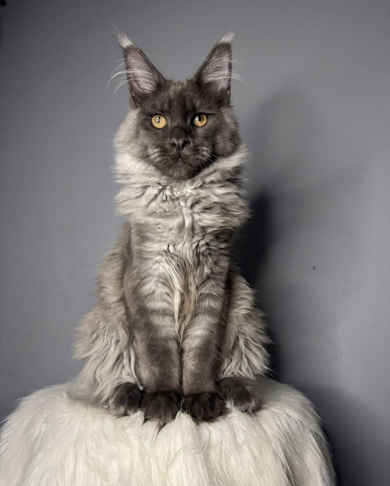 Ivy & Ghost Litter Kitten #3 - Black Smoke