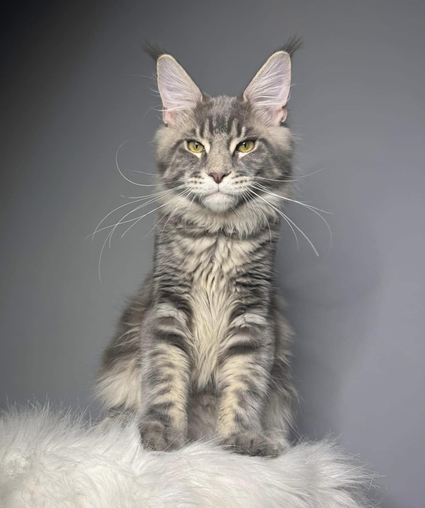 Ivy & Ghost Litter Kitten #6 - Blue Silver Classic Tabby