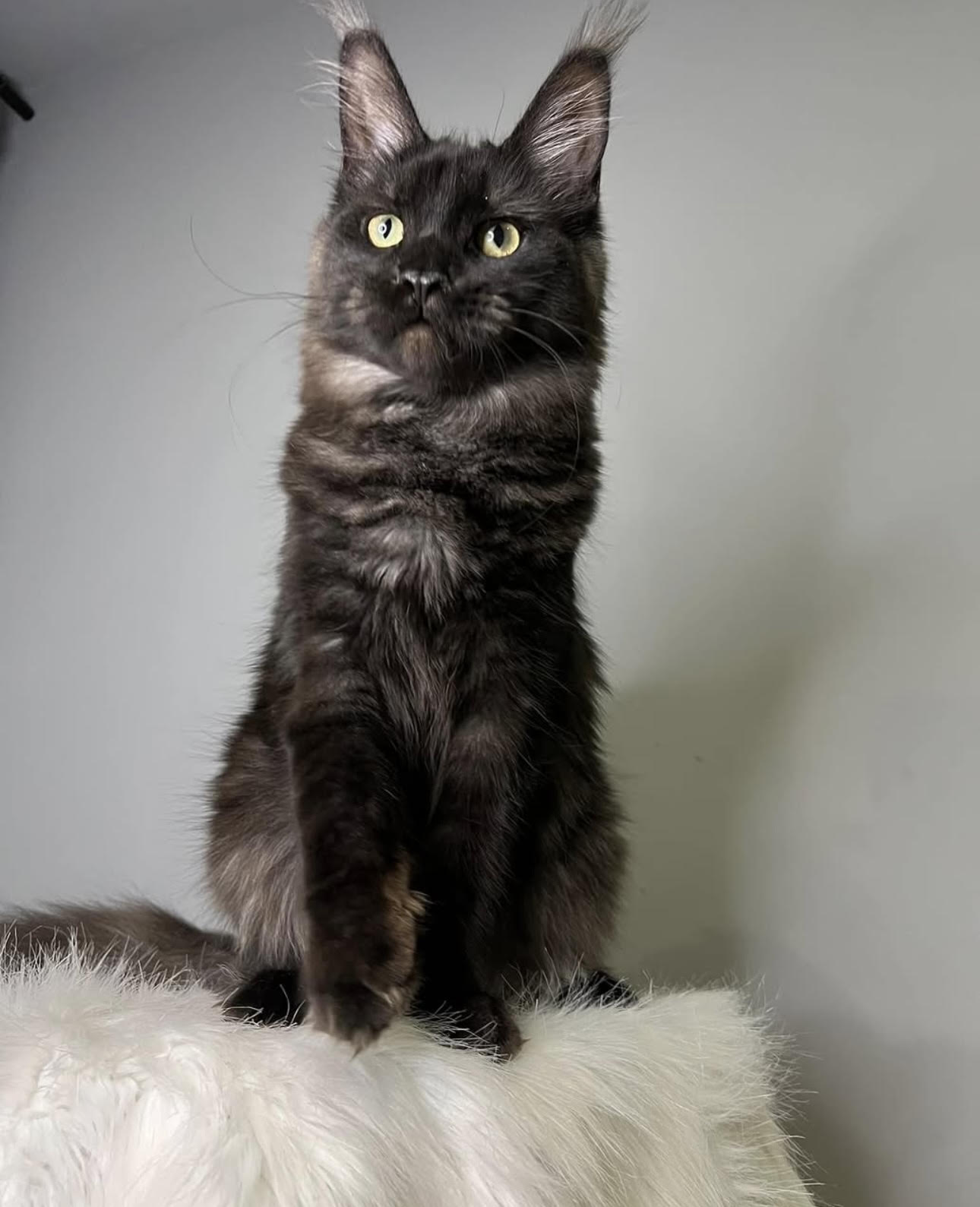 Ivy & Ghost Litter Kitten #5 - Solid Black