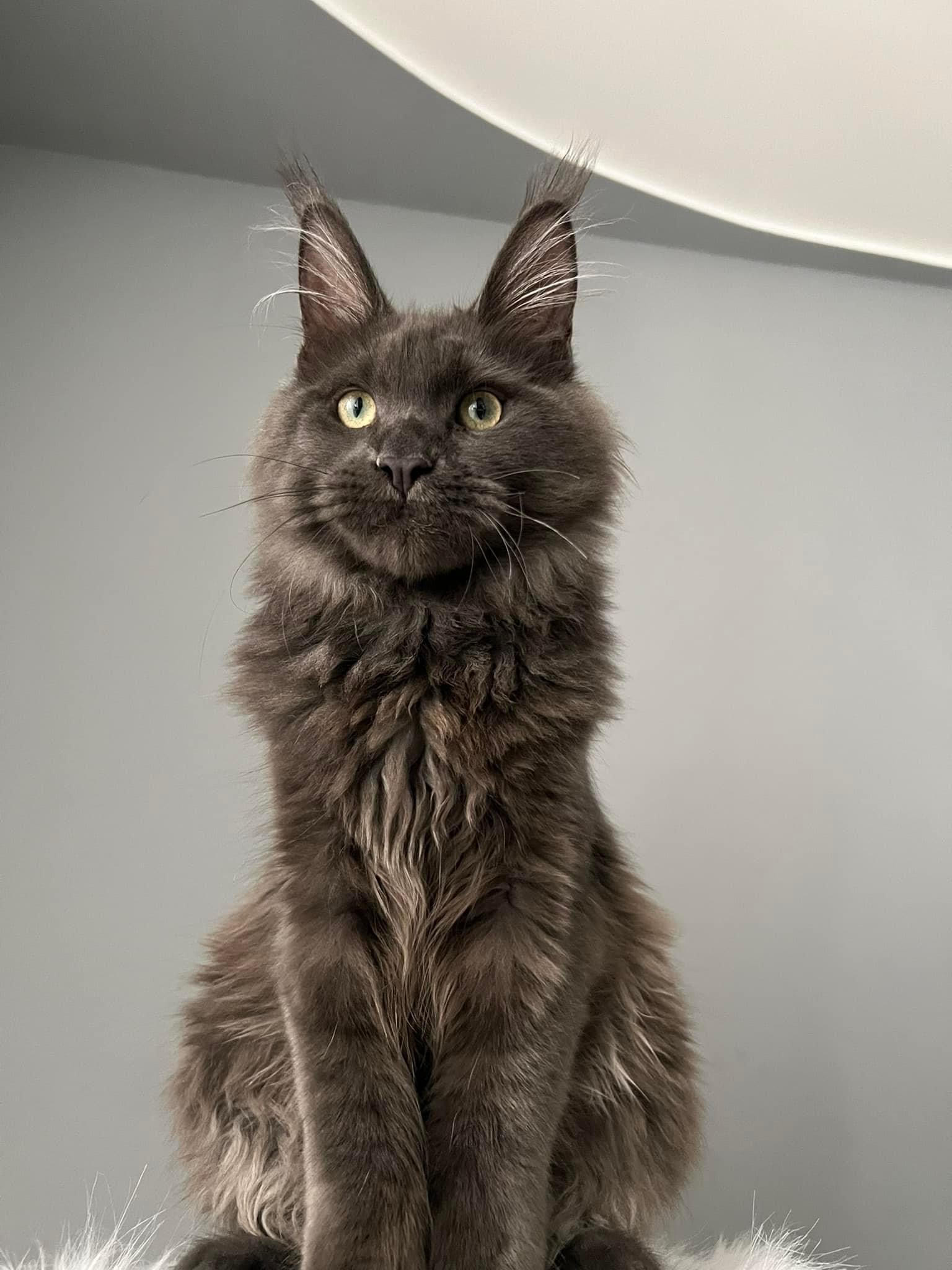 Ivy & Ghost Maine Coon Kitten 3