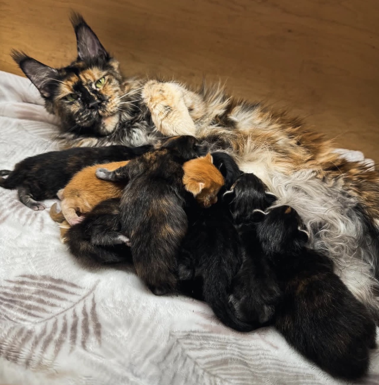 Life with a Madison Maine Coon