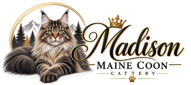 Madison Maine Coon Cattery