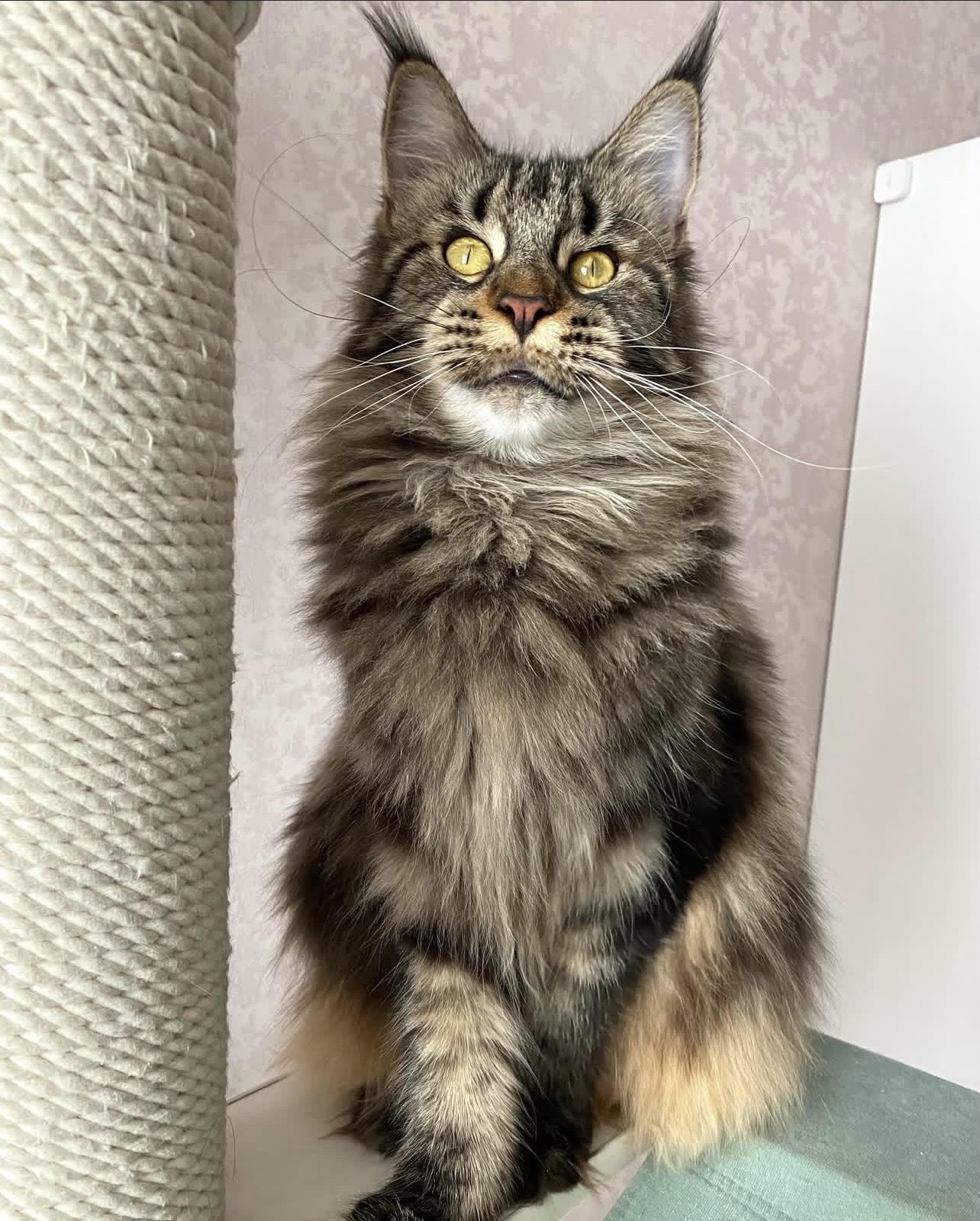 Milo - Brown Classic Tabby with White Future King