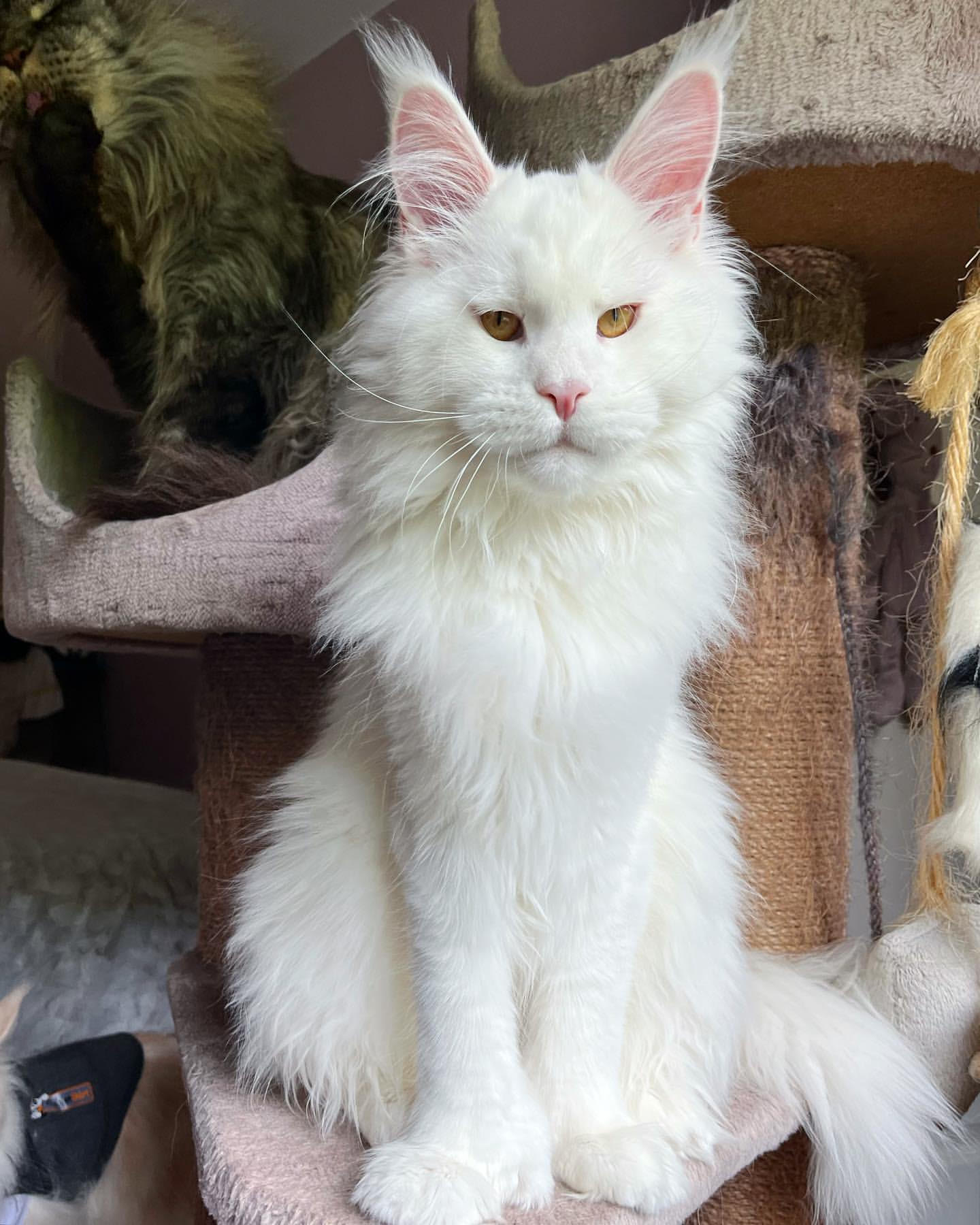 Pixie - Solid White Maine Coon Queen from Russia