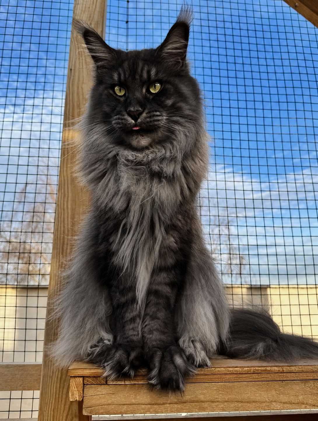 Willow - Solid Black Smoke Maine Coon Queen