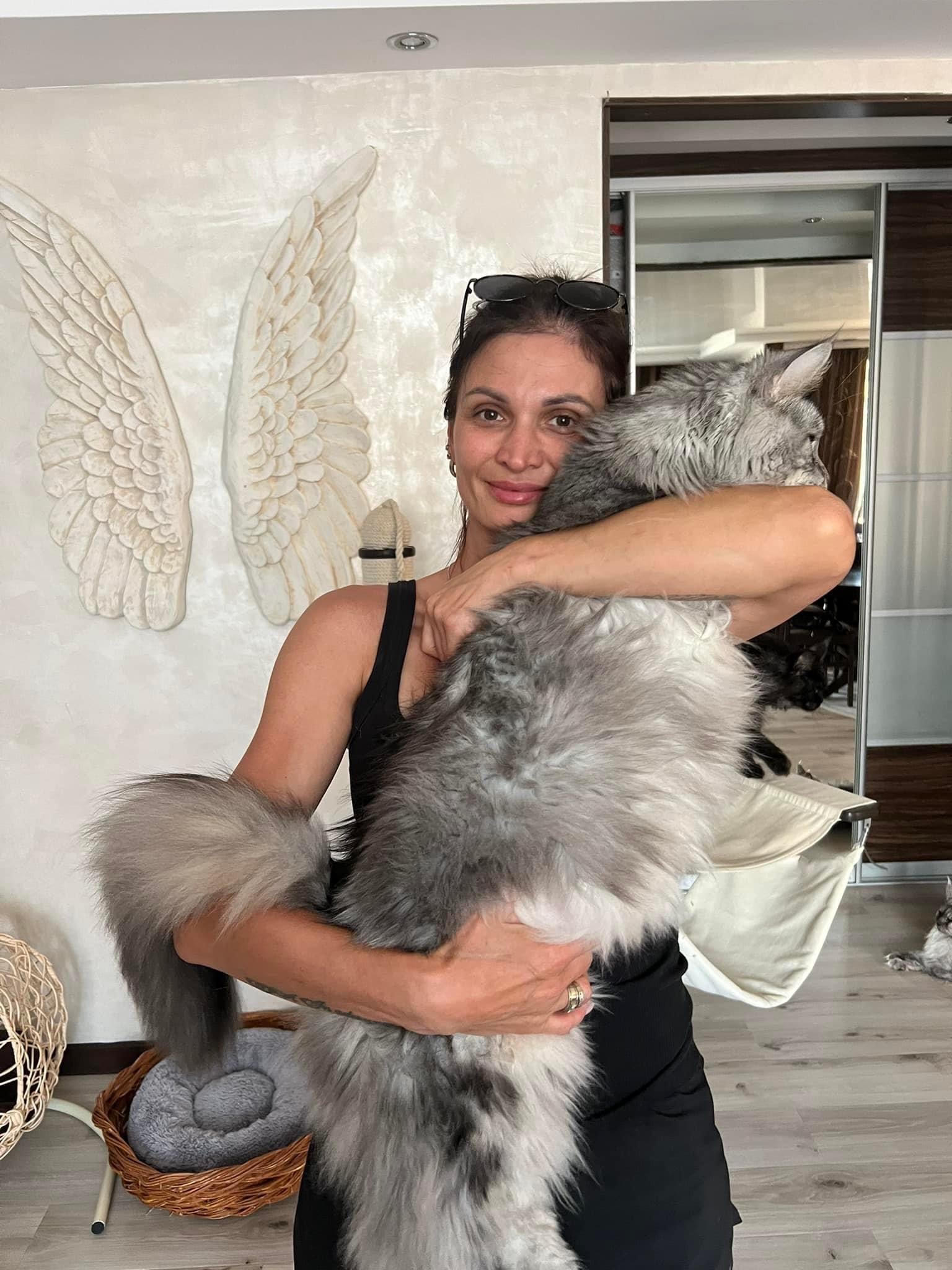 Our Story and Commitment - Madison Maine Coon Cattery