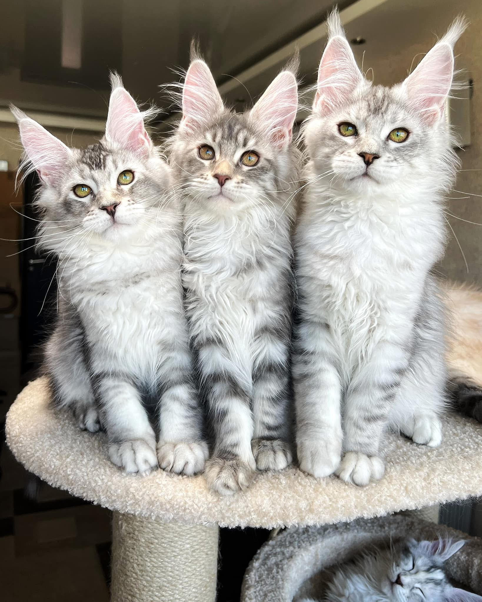 Madison Maine Coon Cattery Slide 2