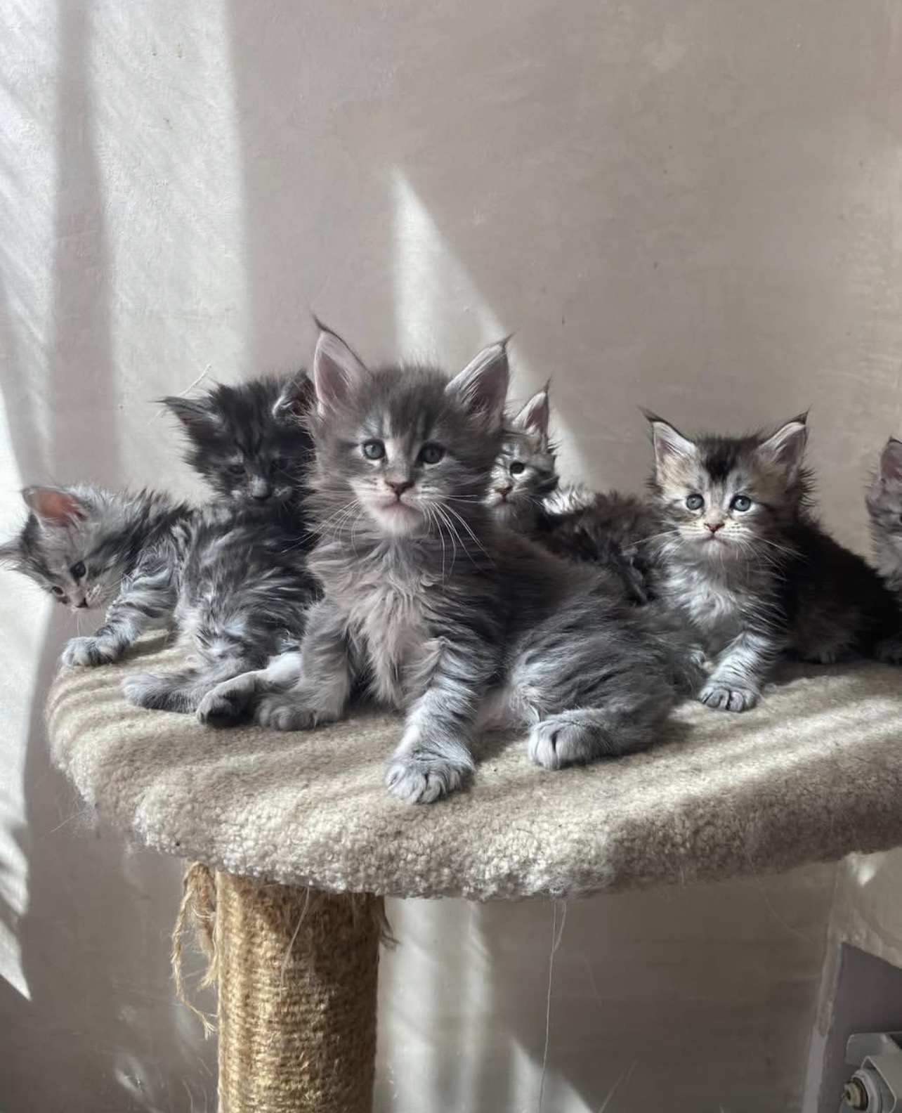 Upcoming Litter #1
