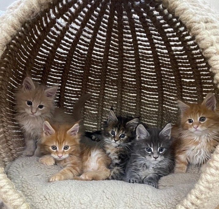 Upcoming Litter #2-