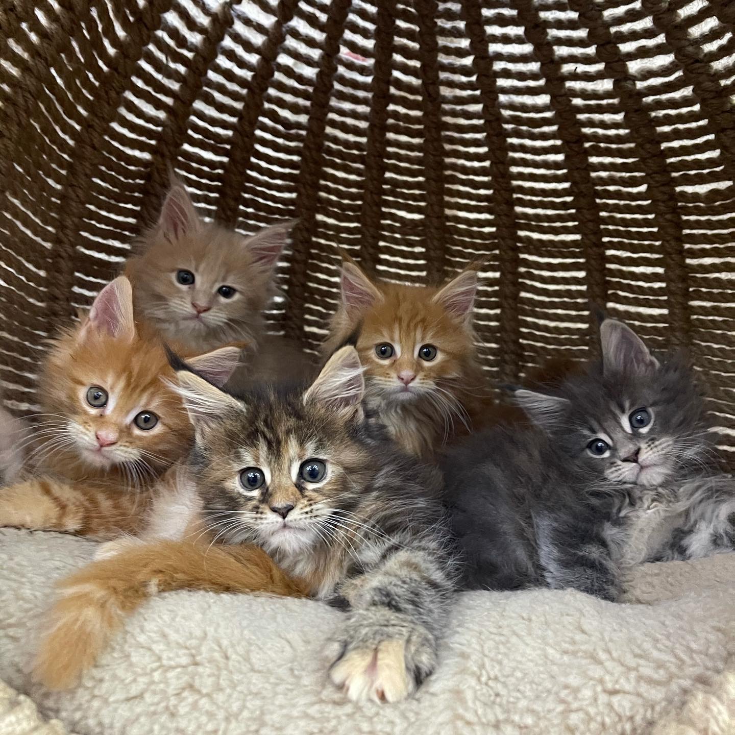 Upcoming Litter #2
