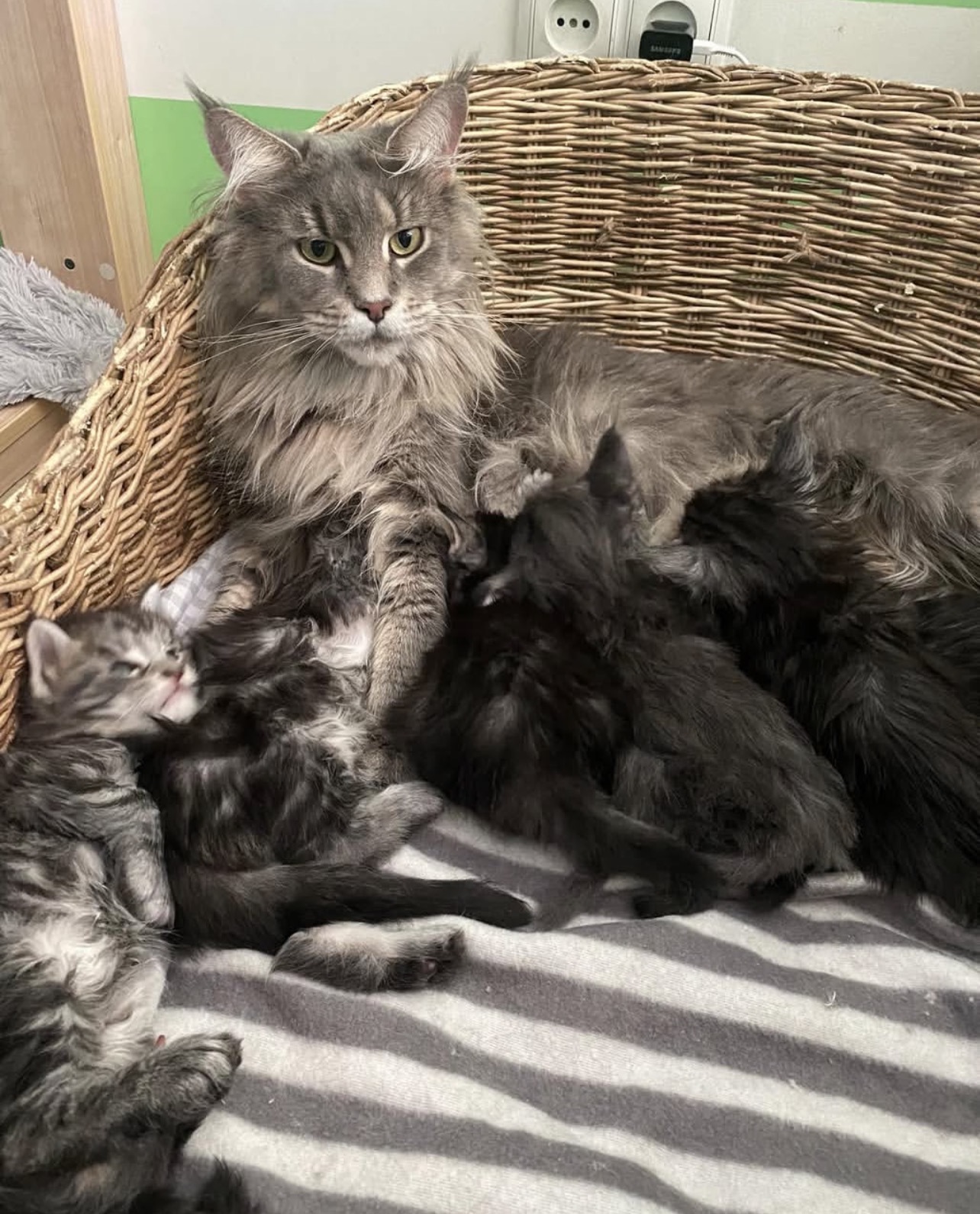 Upcoming Maine Coon Litter Photo 2